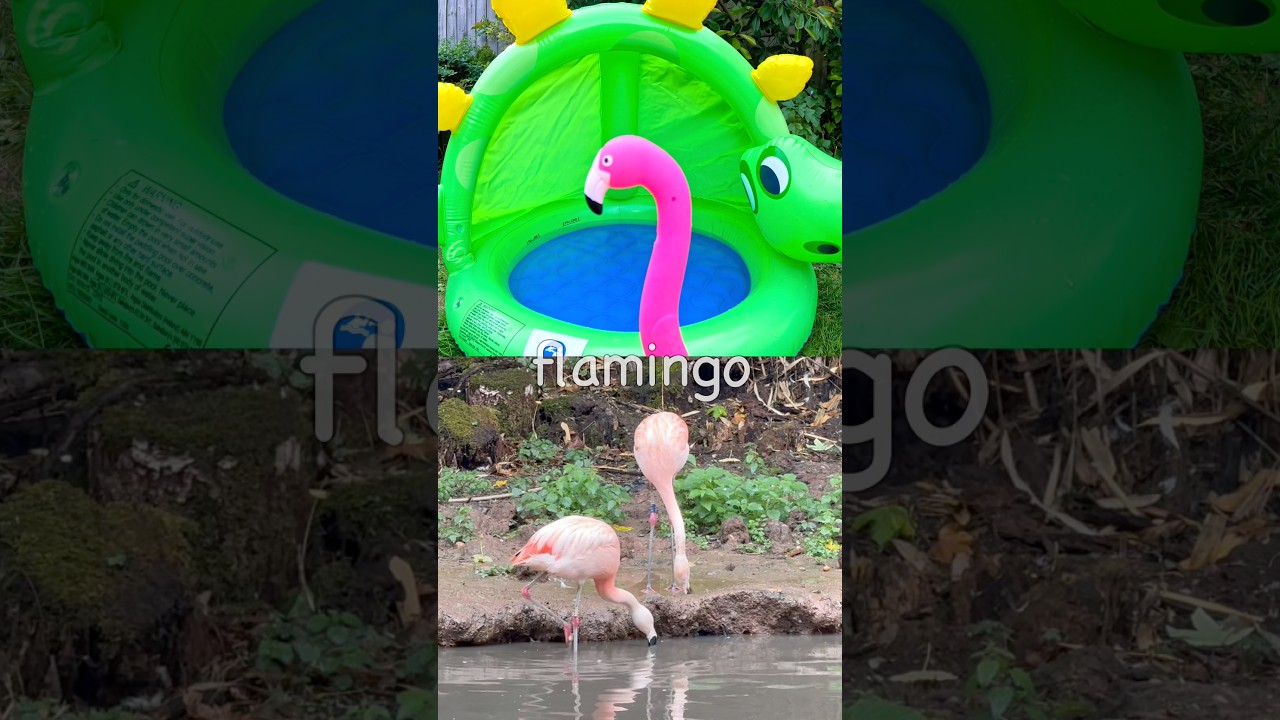 Kids Learn | Animal Names at the Dino Pool: Flamingo Elephant Frog Cat Hedgehog