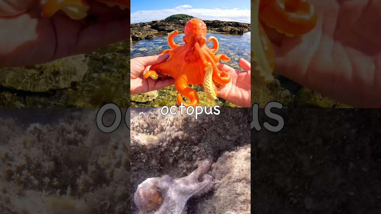 Learn Sea Animal Names for Kids by the Island: Octopus Shark Clownfish Starfish Pufferfish