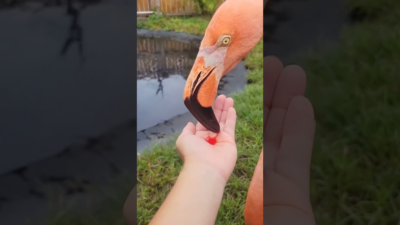 Why Flamingos Spit Out Red Milk #goodtoknow #vet #medicine #funfacts #lifehacks #survival #hacks