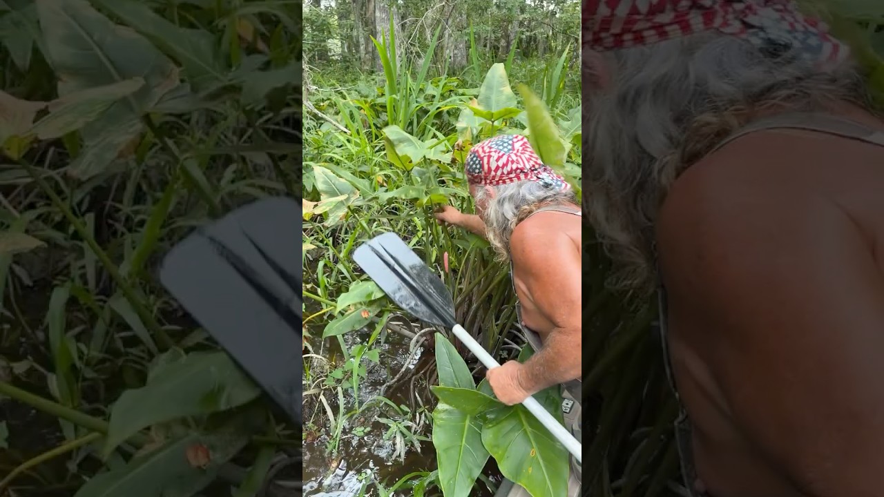 Getting Rid of Invasive Apple Snails
