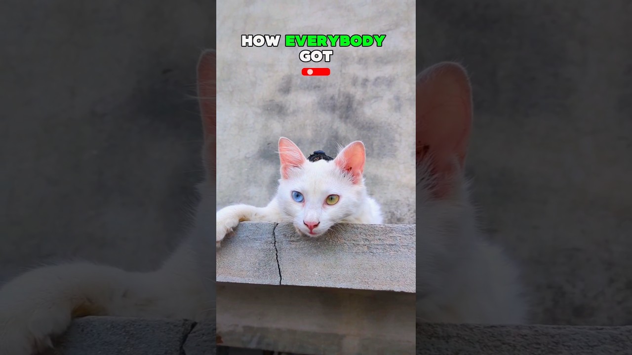 This Cat Just Questioned Reality... 🤯 #Shorts #trending #shortsfeed #pets #funny #animals #cutecat