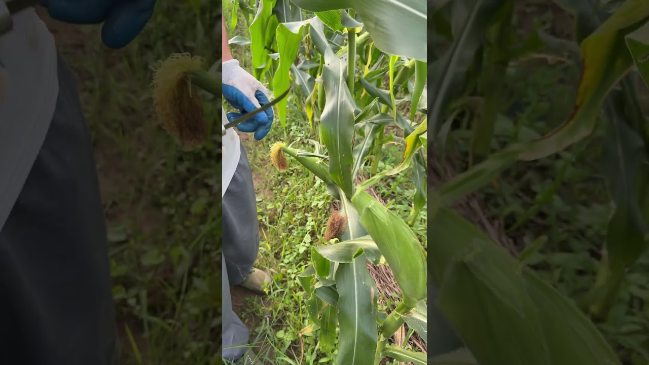 Field real shot: The process of cutting corn silk, so simple