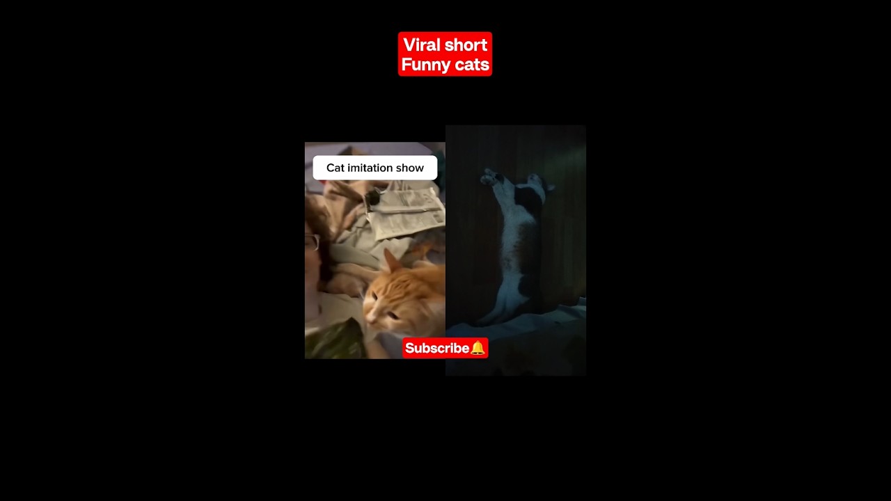 Viral short Funny Cat #Cats #viral #prettycat #funny