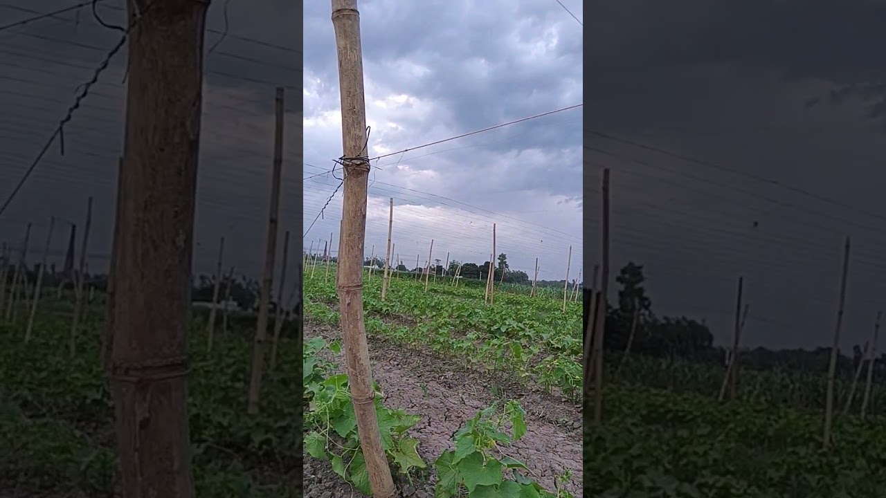 tu padhi likhi shera ki #farming #modernfarmer #farmingtraditions #agriculture #villagerlifestyle
