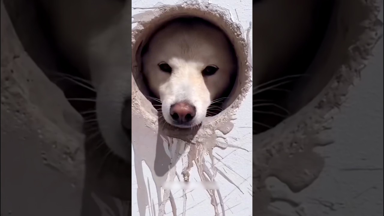 Dogs+ Security 🐶 यहां कुत्ते कर रहे घर की देख भाल 😳 #trending #shorts #pets