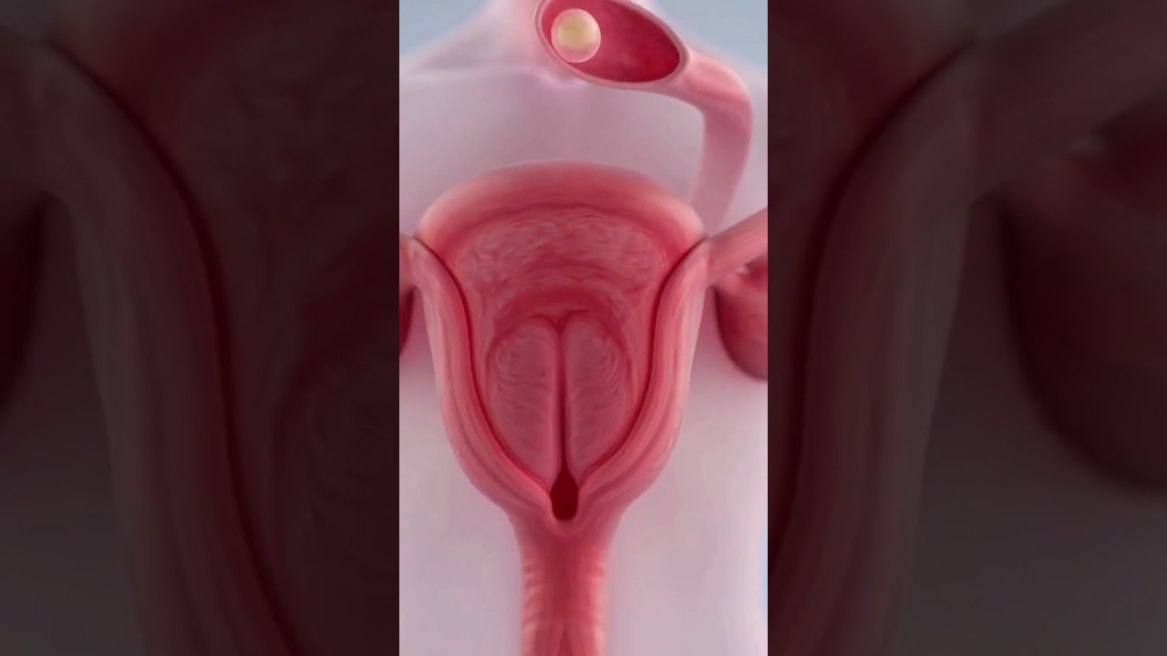 🩸 How Do Women Menstruate? The Science Explained!