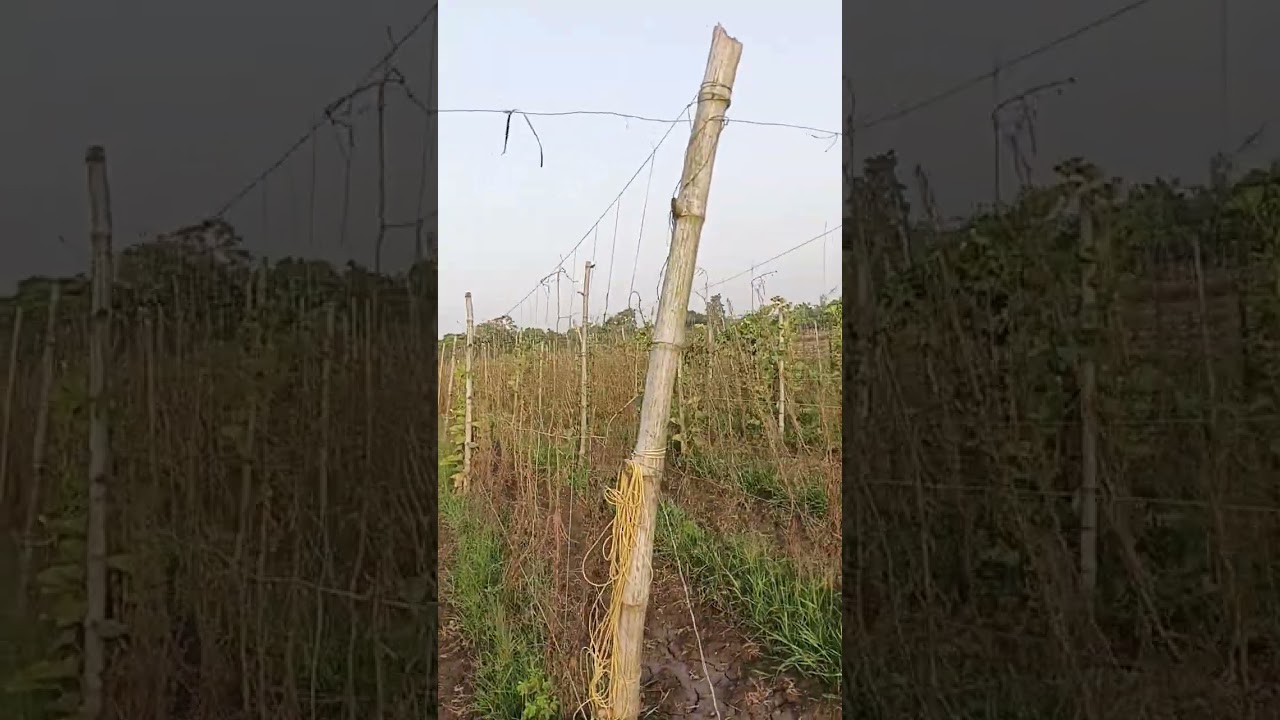 bus ak video #farming #modernfarmer #farmingtraditions #villagerlifestyle #farmer #nature