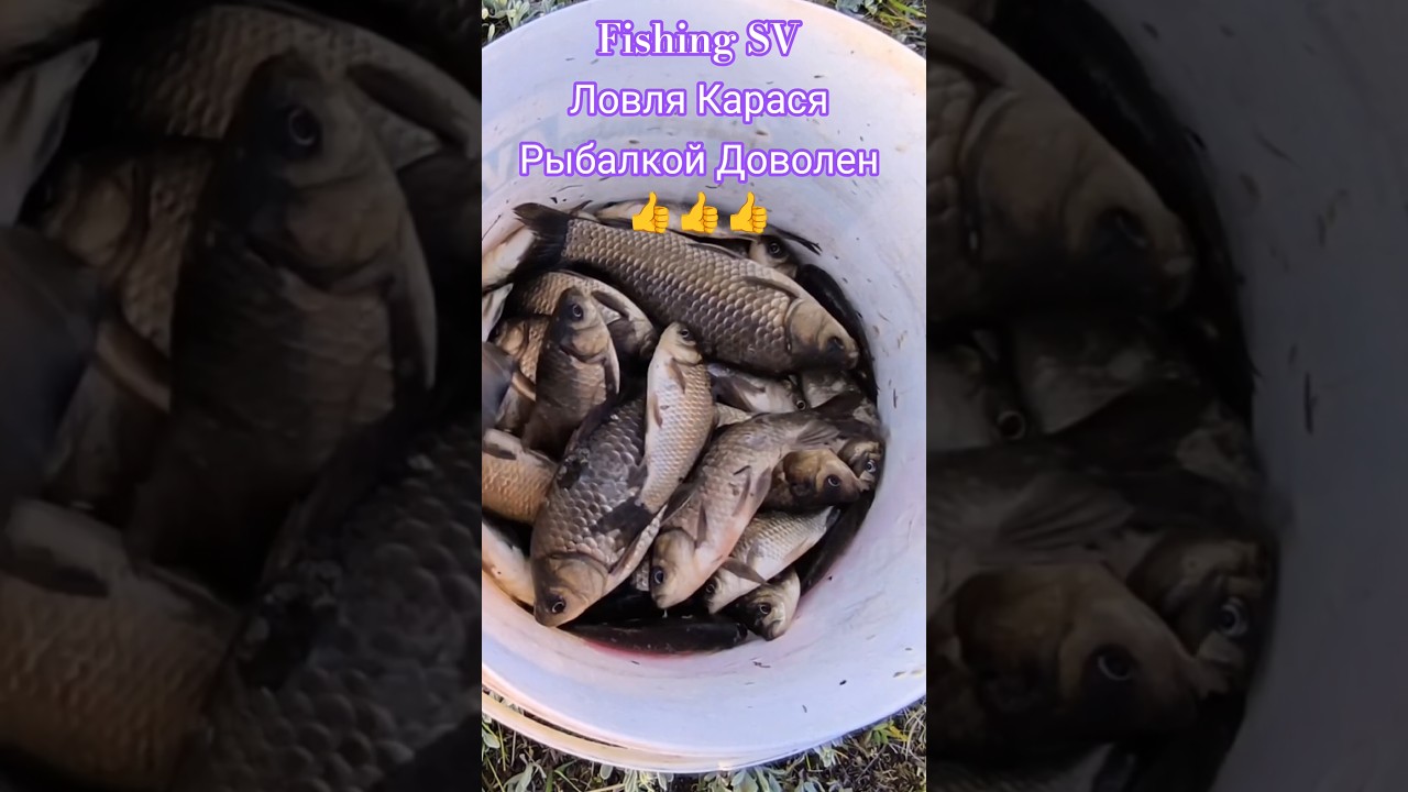 Рыбалкой Доволен. Жор Карася в Мае порадовал. 10.05.2026. #4k #video #fishing #carp #увлечение #кайф