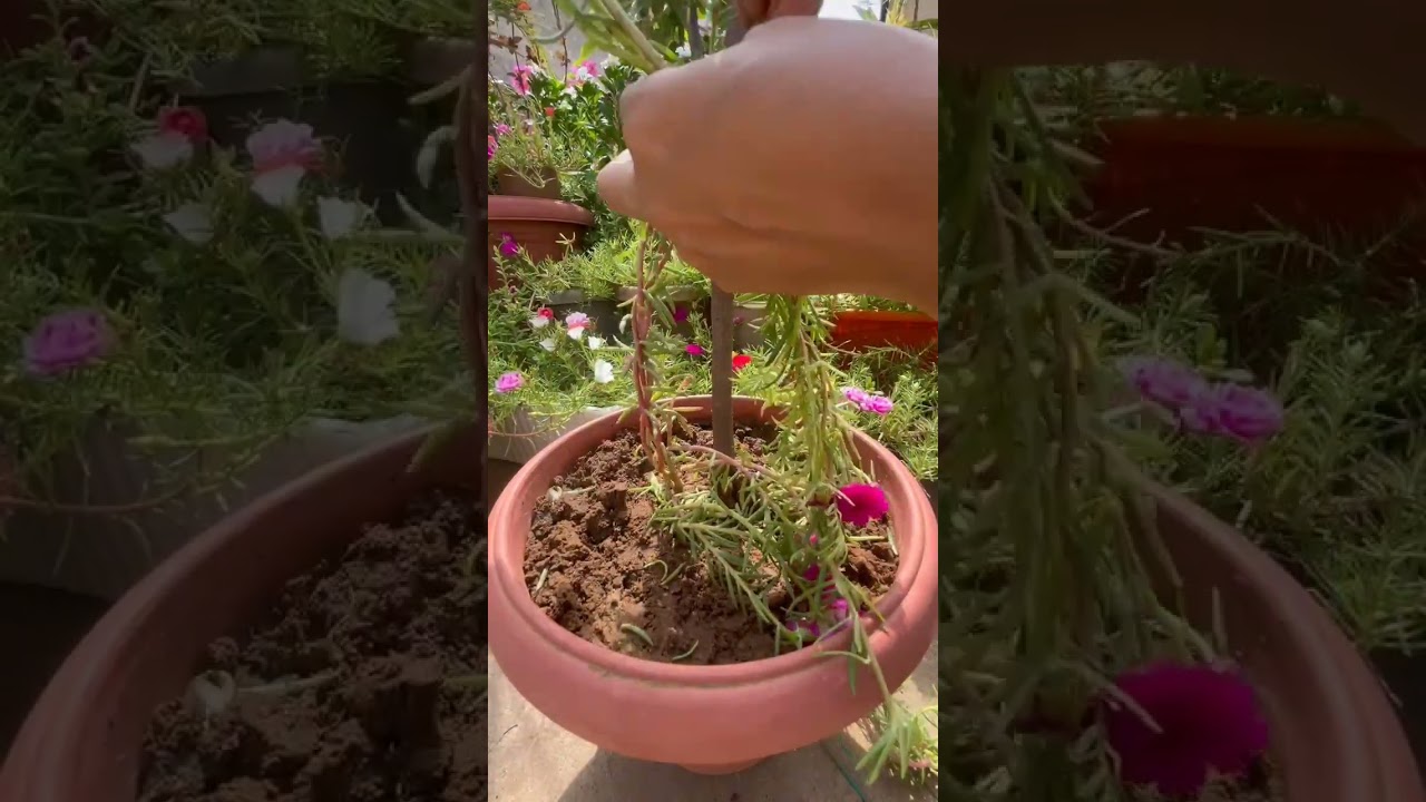 #portulaca plant cutting grow#mossrose#vinca#gardening