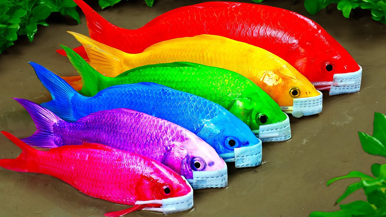 Satisfying videos Stop Motion Cooking ASMR & Funny Videos |Rescue Colorful Carp Throwing Yellow Eggs