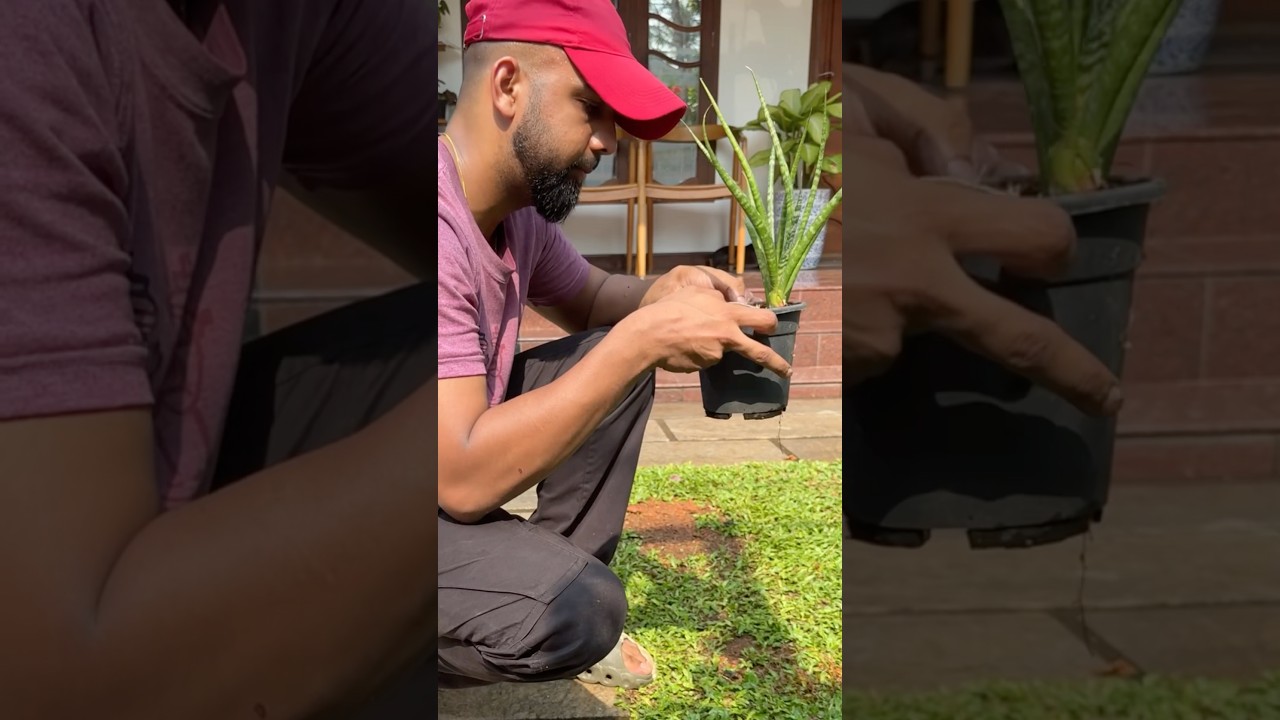 So manyyyy plants | Propagation of snake plant |