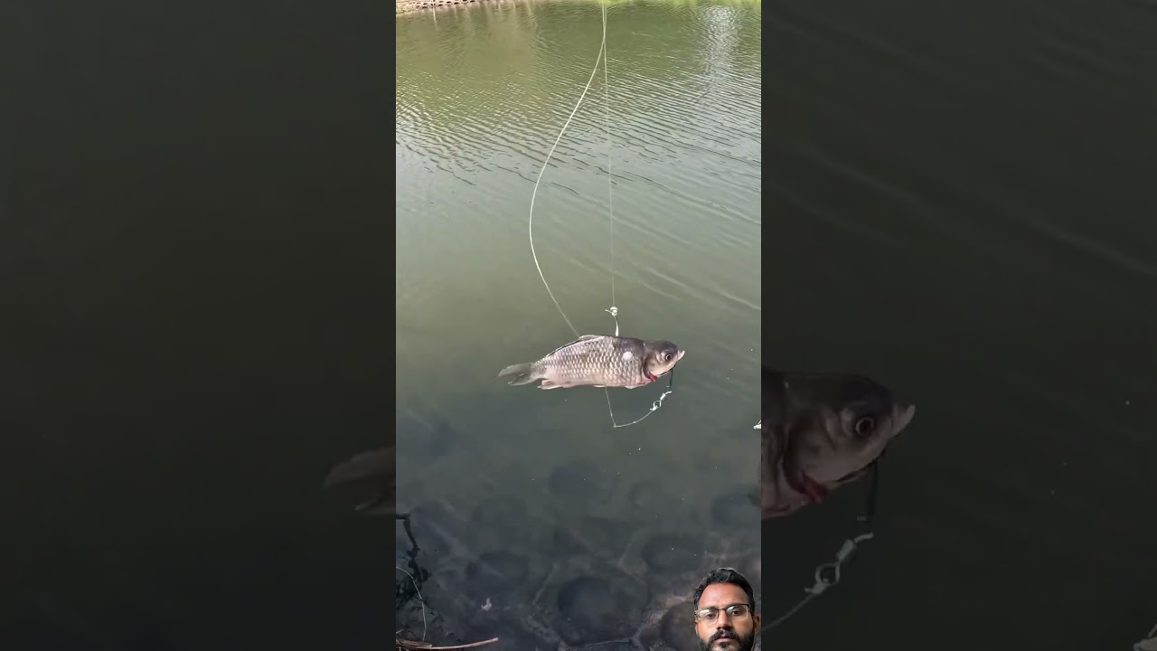 #carpfishing #carp #fishing #fish #bassfishing