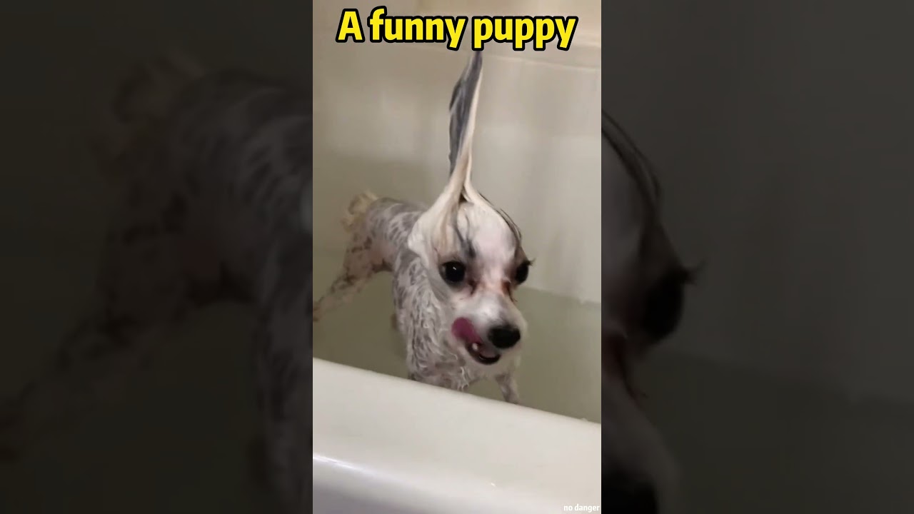 A funny puppy#dogsoftiktok #funnydog #petsoftiktok #doglife #fyp #viral #funny #cute #doglove