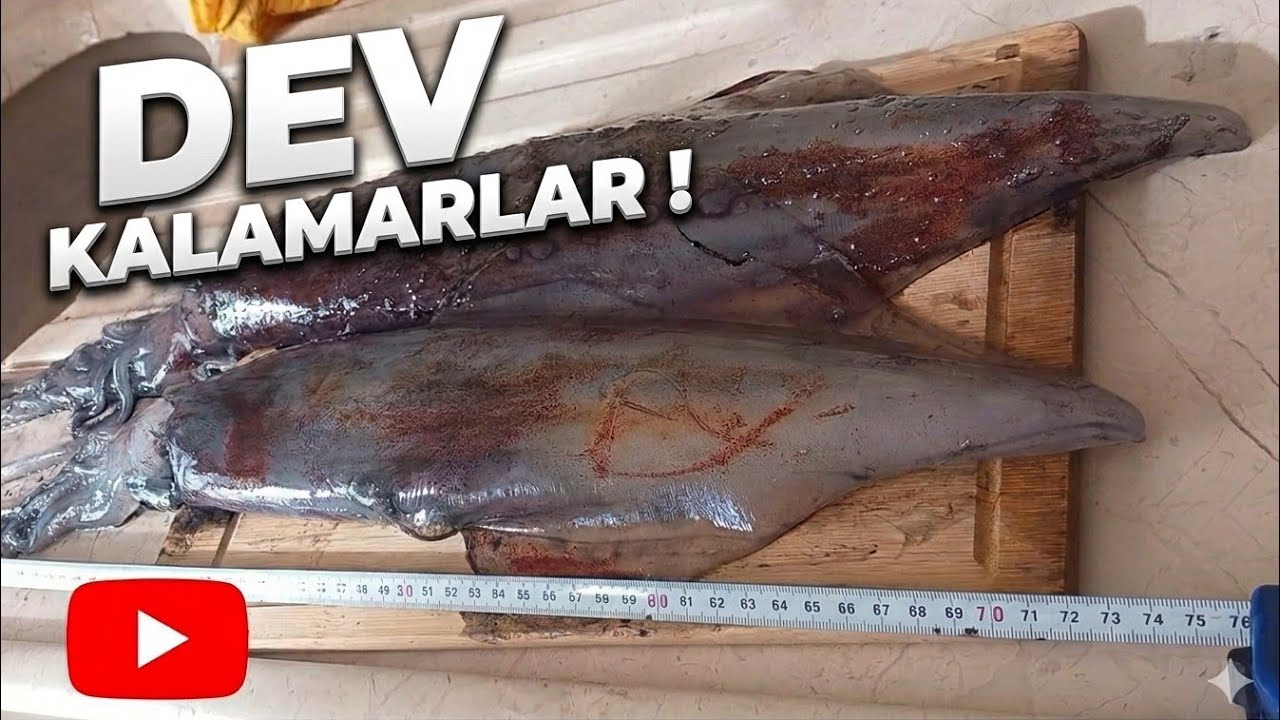 -2 Derecede Trofe Kalamar Avı