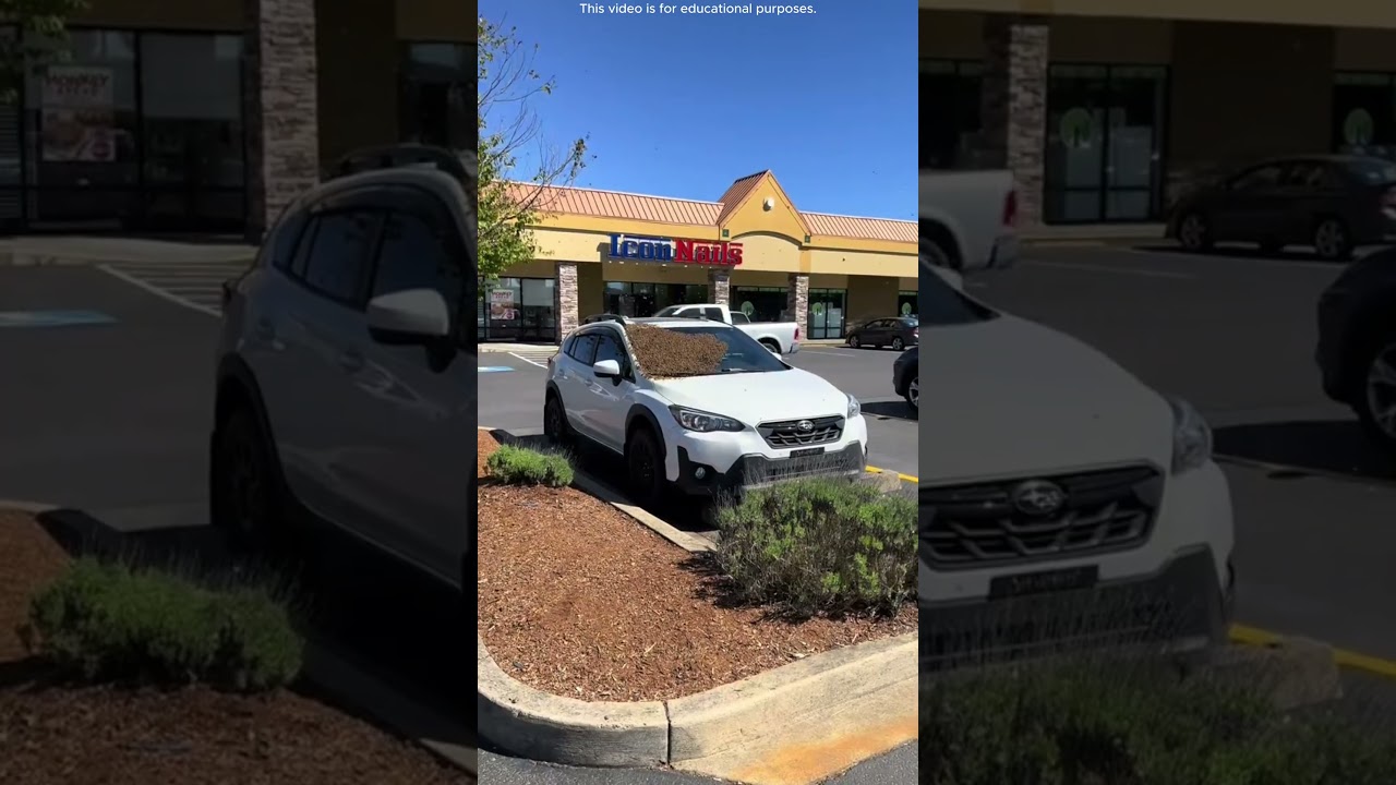 😱 What happened? Your car is under a bee attack! 🐝 #shortvideo