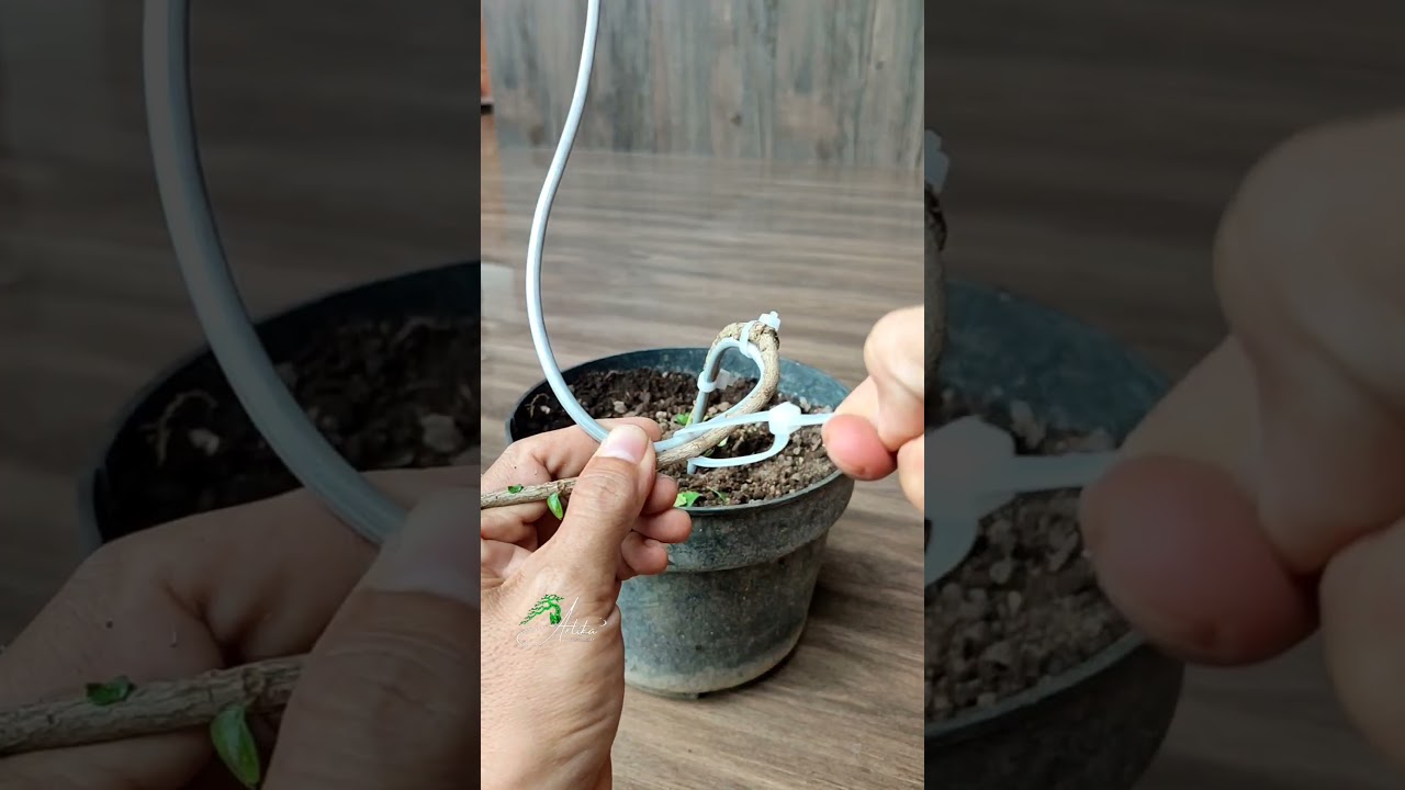 Trying to Learn to bend safely Hokiantie material #asmr #bonsai #bonsaitree #garden #gardening
