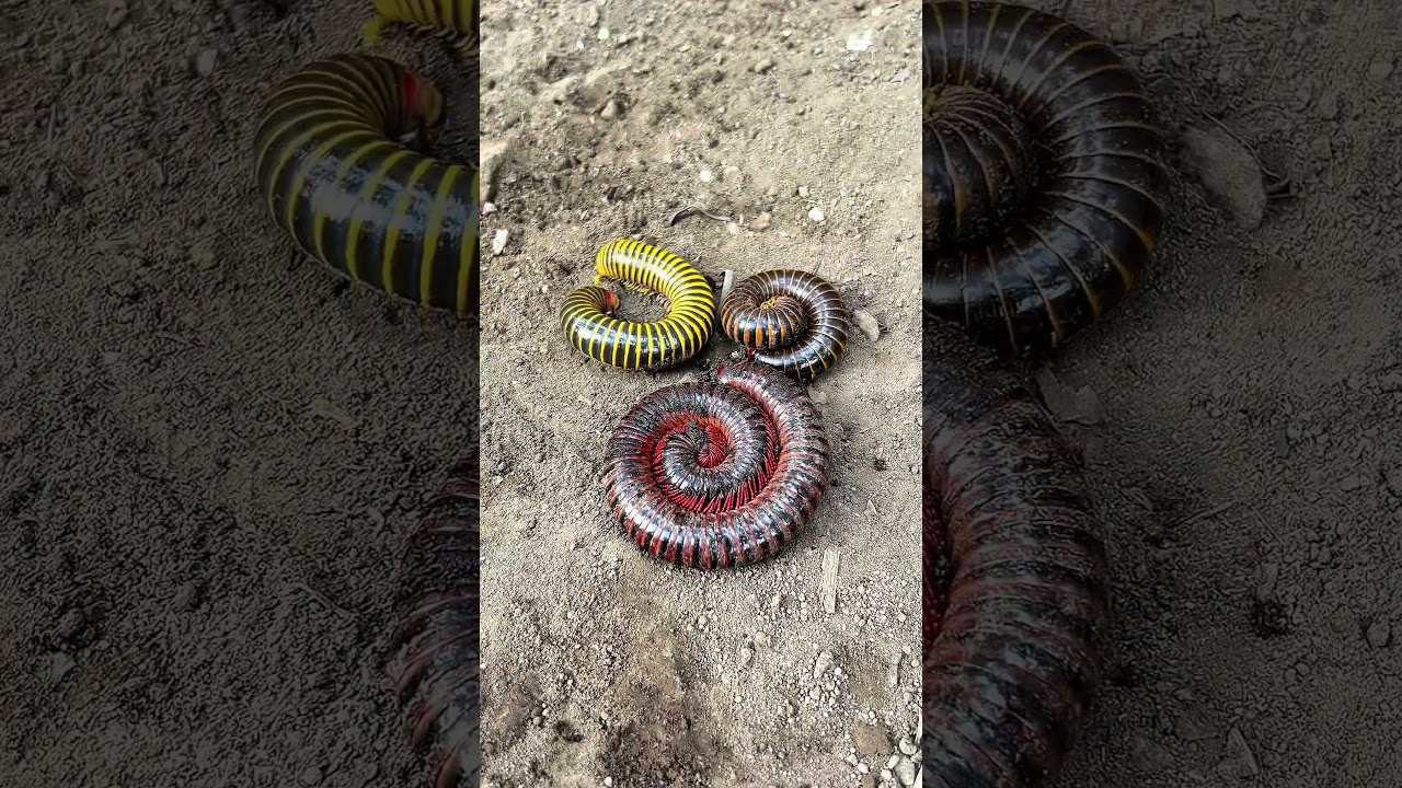No sound and Sush_ Tarzan herds trio of cute pill millipedes colors #bushcraft #camping #outdoors