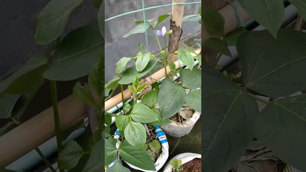 বরবটি গাছে ফুল ফুটেছে। #greenrevolution #gardening #greenrooftop #farming #shorts