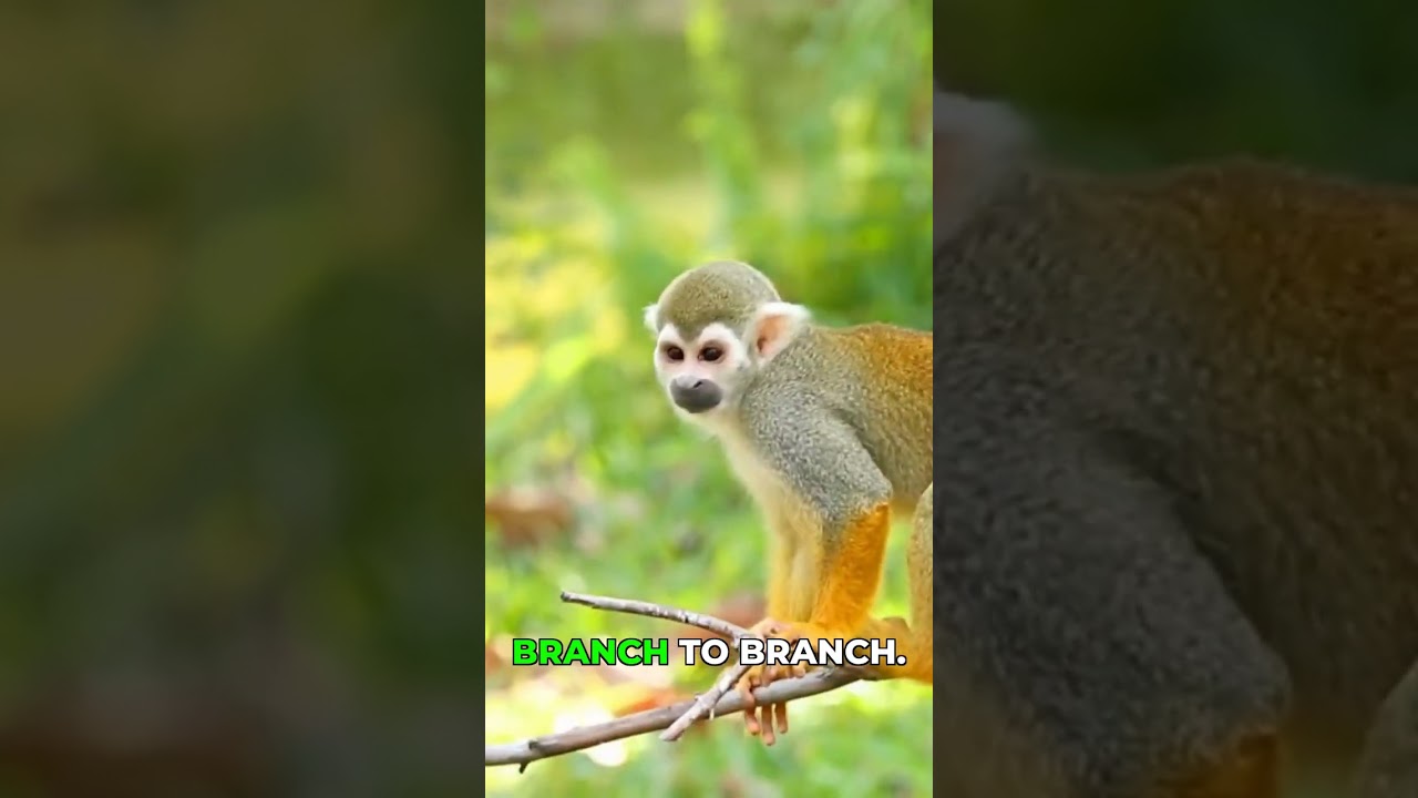 The Fastest Monkeys in the Rainforest #amazon #wildlife #shorts
