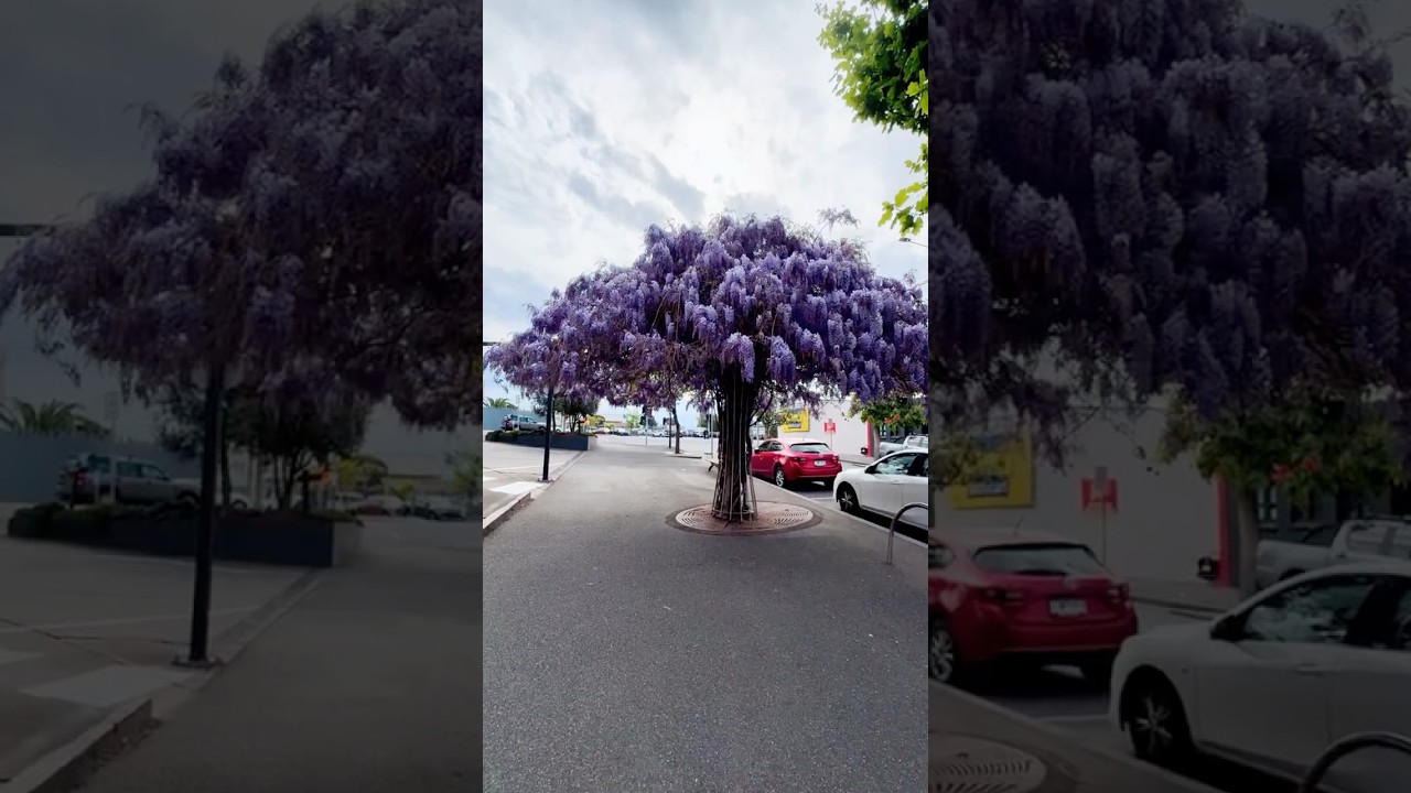 Spotted in Geelong, Australia Wisteria in bloom | Рубрика: подсмотрено в Джилонг, Австралия.