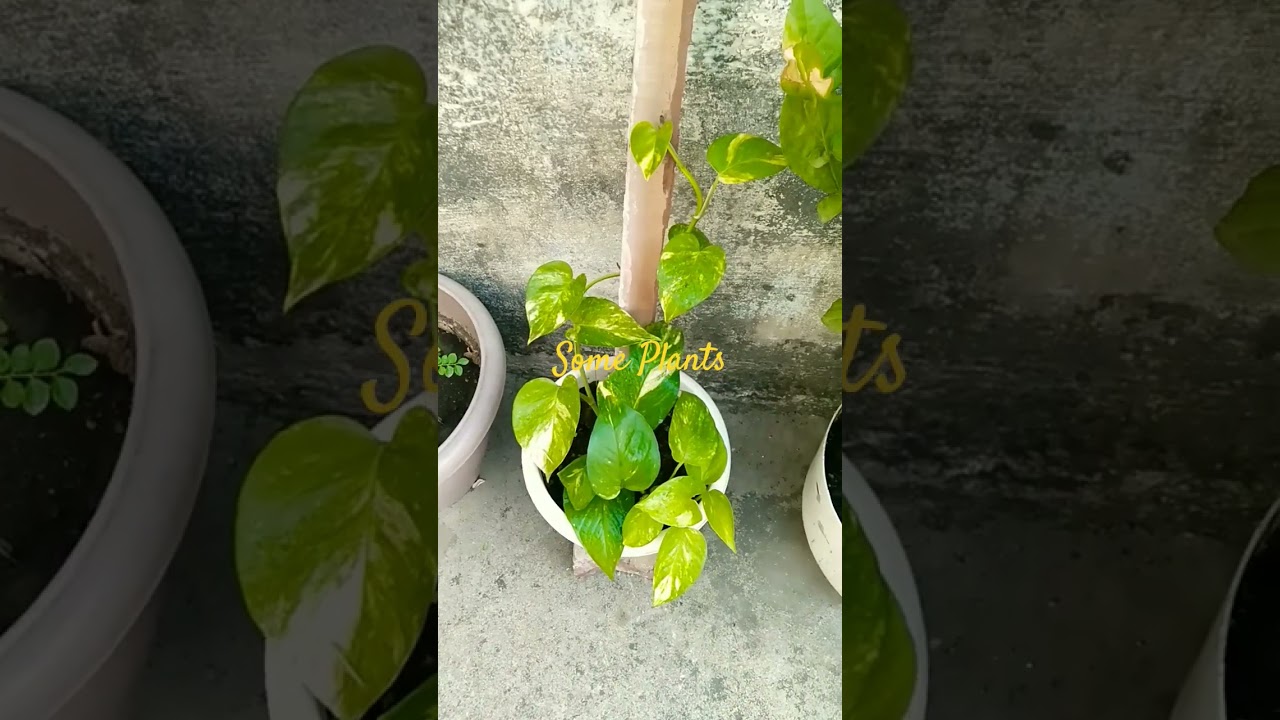 Nature is so good 😊#flowers #plantsofindia #beautifulplants #garden #beautifulplants #plantothesis