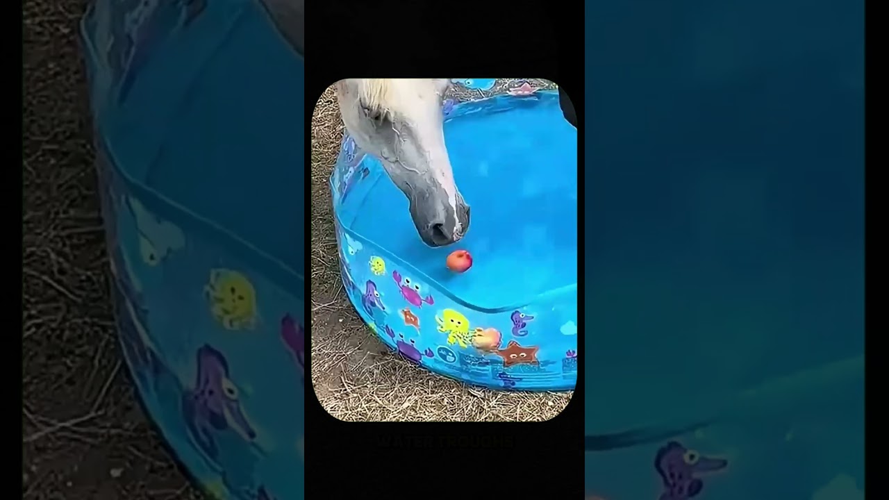 The Hidden Reason Horses Pretend To Drink Water #shorts #youtubeshorts #ytshorts