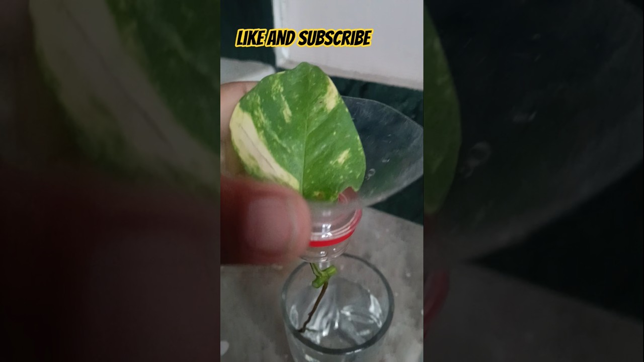 money plant easy to grow in water #shorts #shortsfeed #plants #moneyplant #indoorgrow #youtubeshort