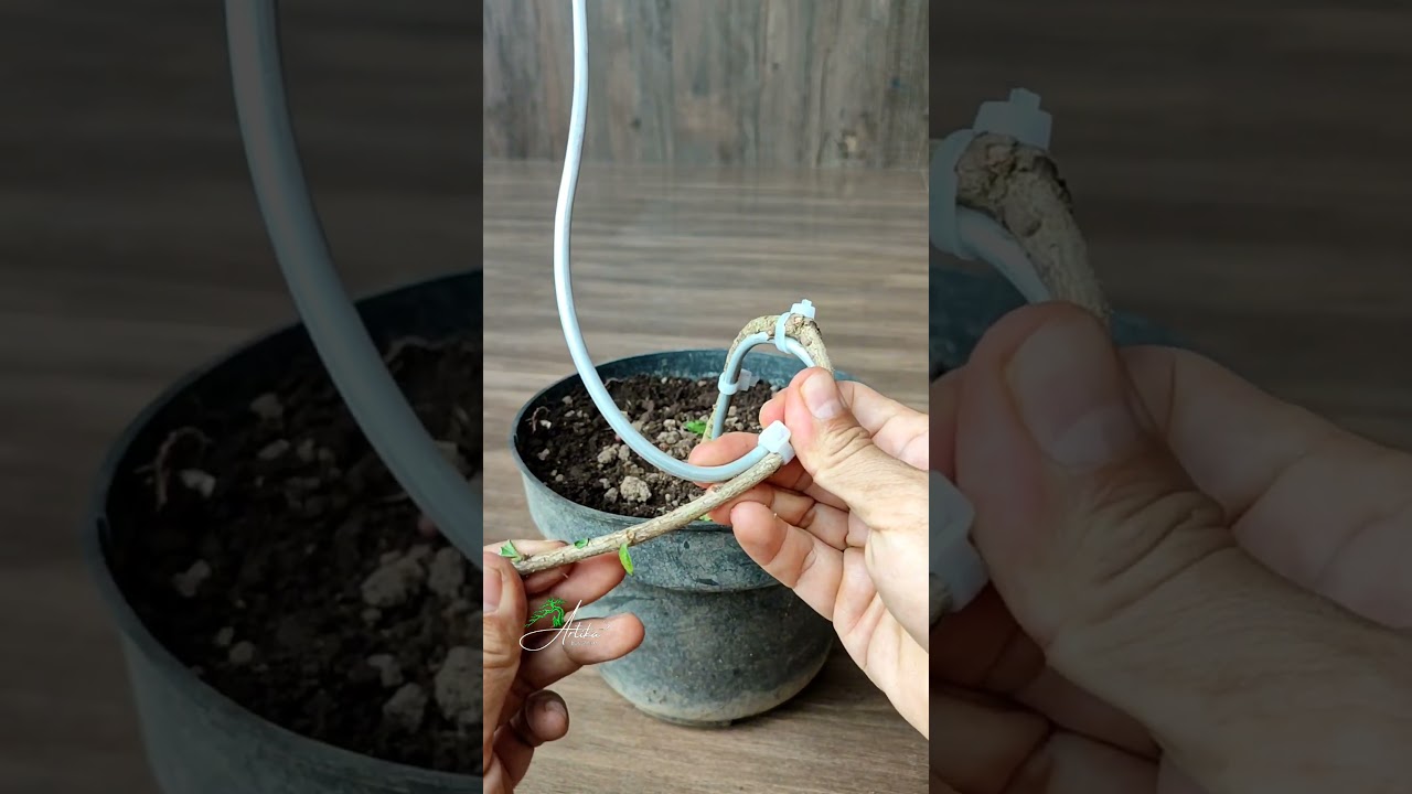 Trying to Learn to bend safely Hokiantie material ‼️ #asmr #bonsai #bonsaitree #garden #gardening