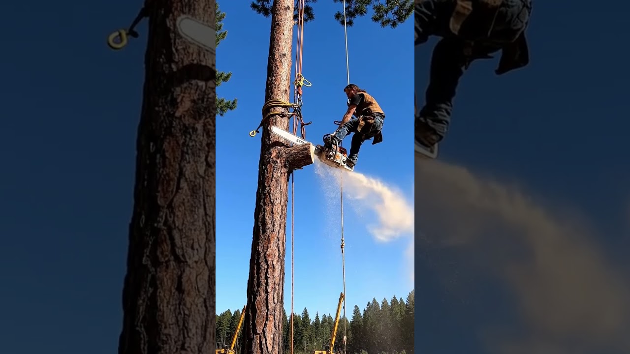 Chainsaw failed #fyp #chainsaw #wood #woodworking #climbing #tree