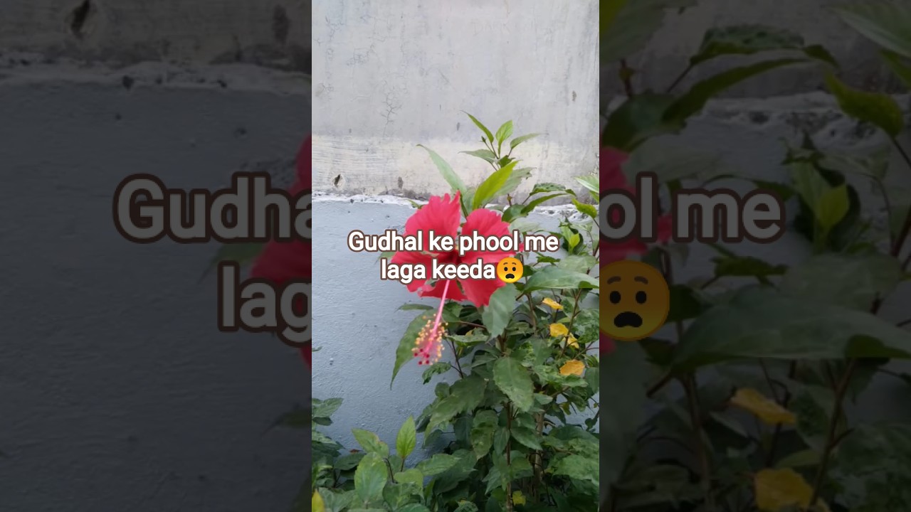 gudhal ke phool me lage keede ko kaise hataye🤗#plantothesis#indoorplants #pesticides#cocopeat #vermi