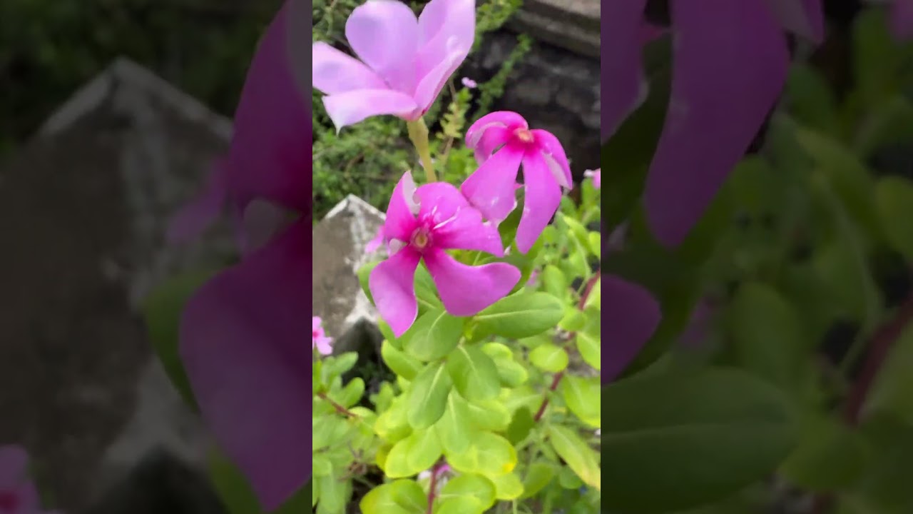 #sadabaharflower #garden #youtubeshorts #foryou #flowers #trending #viral #nature #shortsfeed#fyp#yt