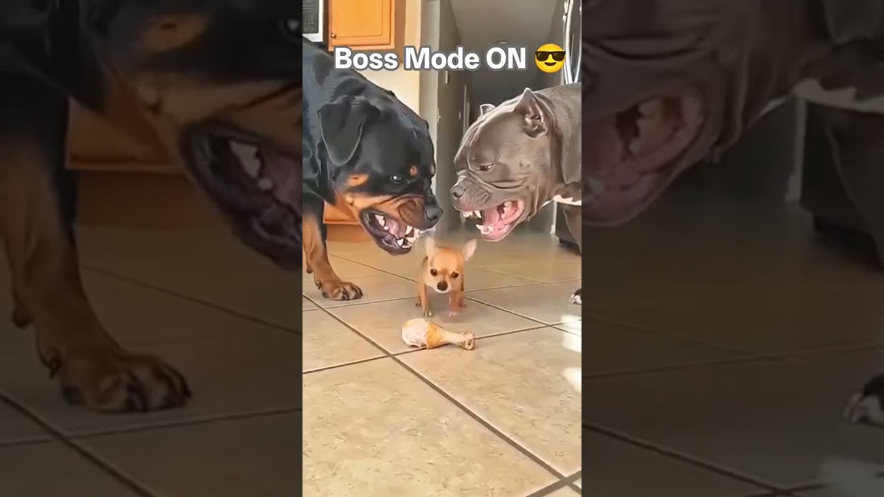 Funny Chihuahua boss 😂🐶#chihuahua #viralvideo#explorepage #fyp#usa#petlover