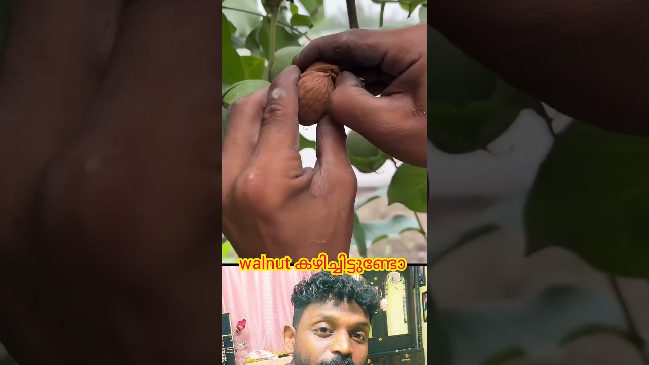 walnut (Akrottu) കണ്ടവർ ഉണ്ടോ🥰#dryfruits #walnut #walnuttree #ytshorts #shorts #malayalam #viral #yt