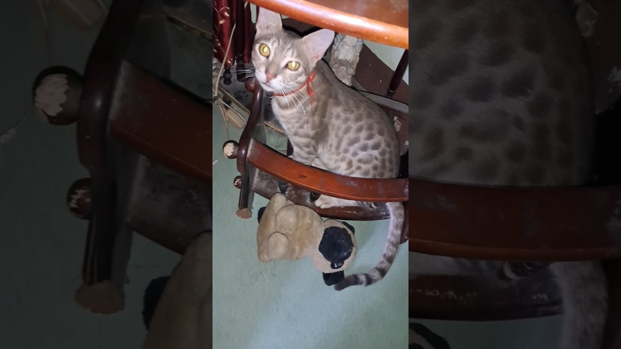 🐱 #cat #love #shorts #short #ytshorts #sdrtraveller #shortvideo #vlog #shortsfeed  #minivlog