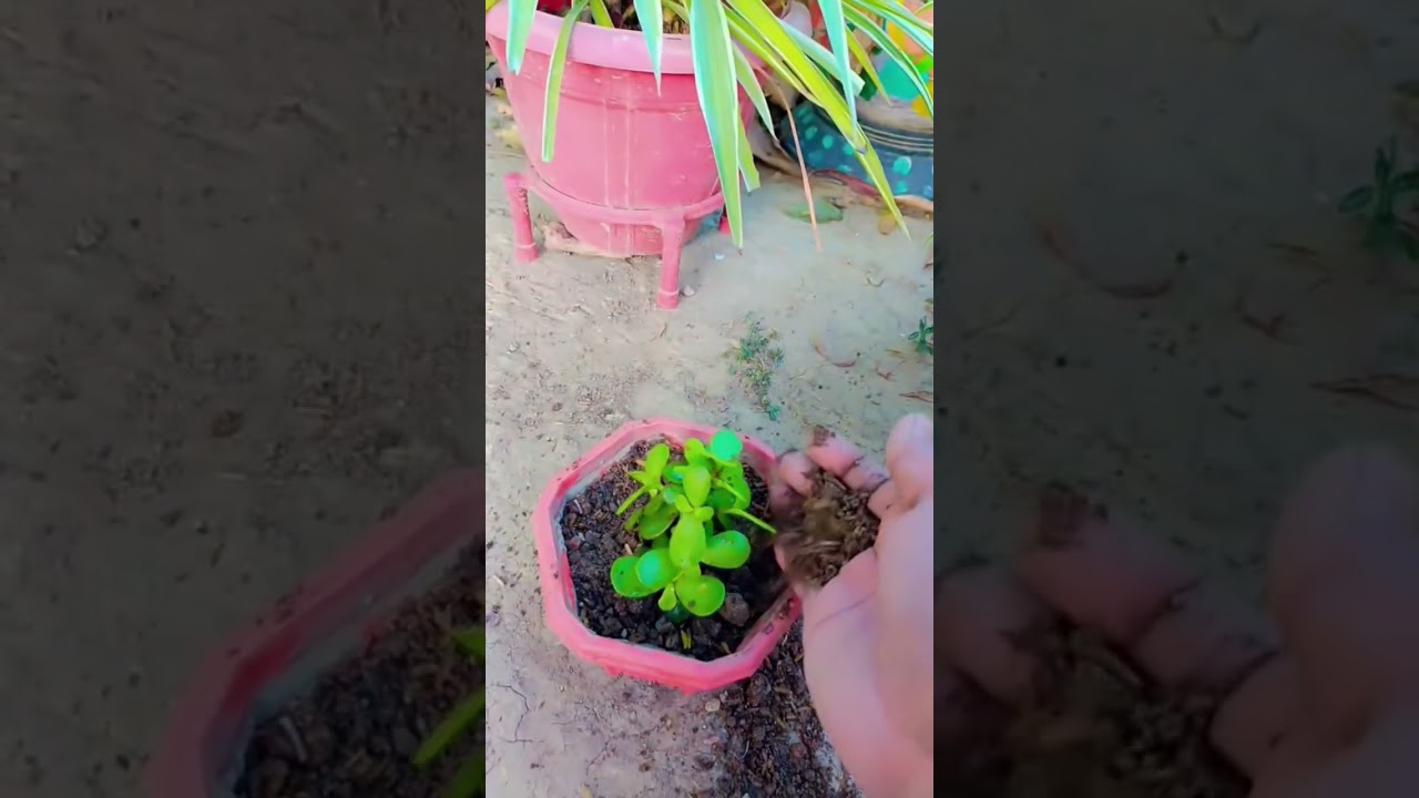 How to repot jade plant #garden #plants #care #tips #trending #shortsviral #ytshorts
