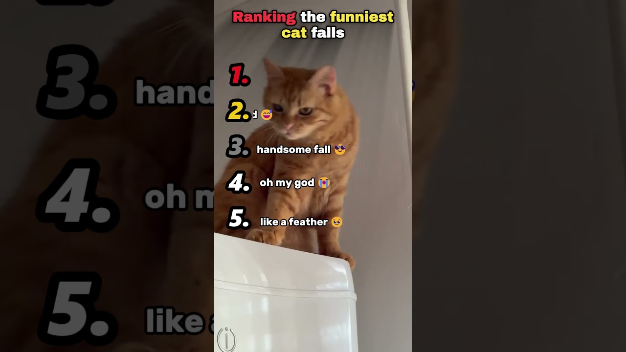 Silly cats #petvideos #cat #dog #funny #funnyanimals #ranking #animalshorts #cute