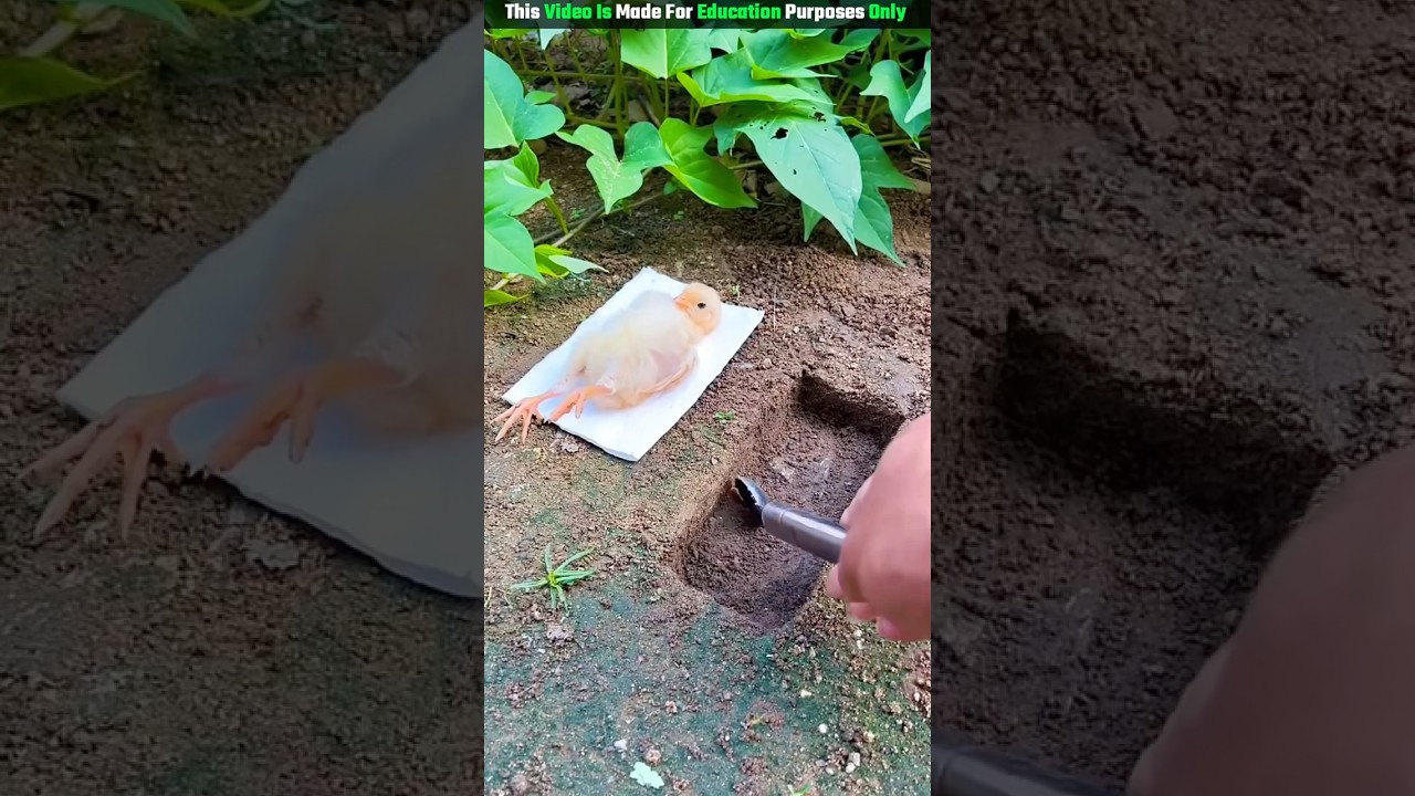 Papa Built A Pond 😭~ mini woodtoy-woodworking art skill/ handcrafts/#shorts #trending