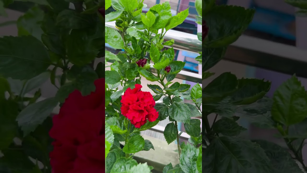 देखो तो इन कलियों को 🌿🪴🌱🌺🌸 #nature #gardening #shortsfeed #plants #garden #flowers #shorts