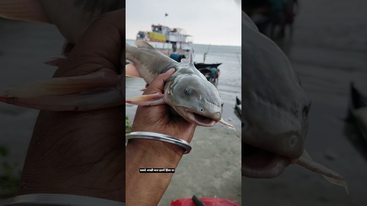 ✅Ritha Machli Itni Khaas Kyun Hai?🤔 | Amazing Fish Facts🤔 #fishing #fishingdaily #fish #shorts
