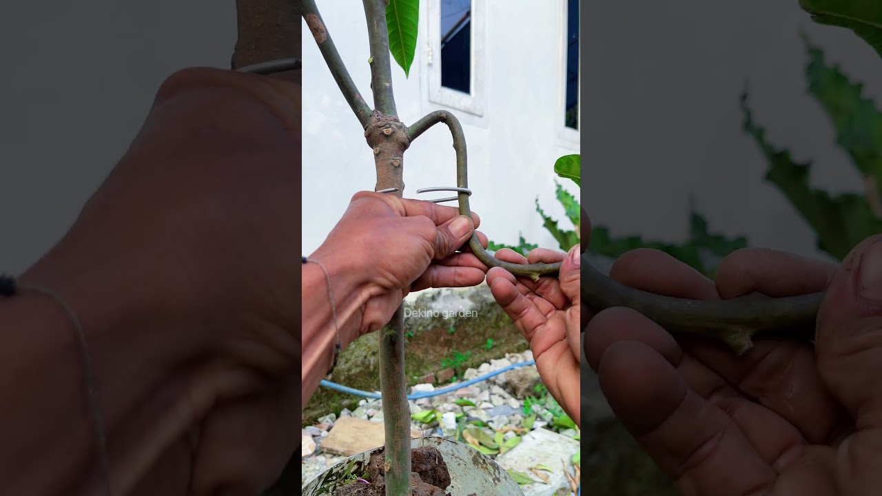 easy way to propagate mango plants using water🥭 #shorts #gardening #plants