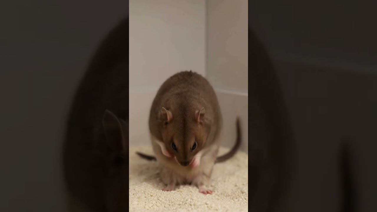 Title🐀 Why Do Rats Groom Themselves  So Often? The Science Explained!
