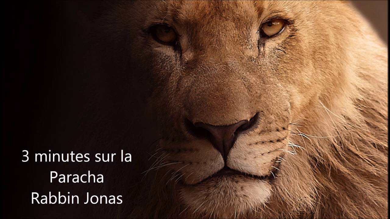 Balak - Le réveil du Roi Lion (Rabbin JONAS)