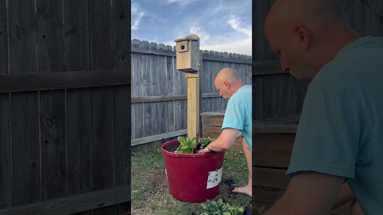 DIY Garden Hack: Protect Your Berries and Grow More Food #diy #garden #berries