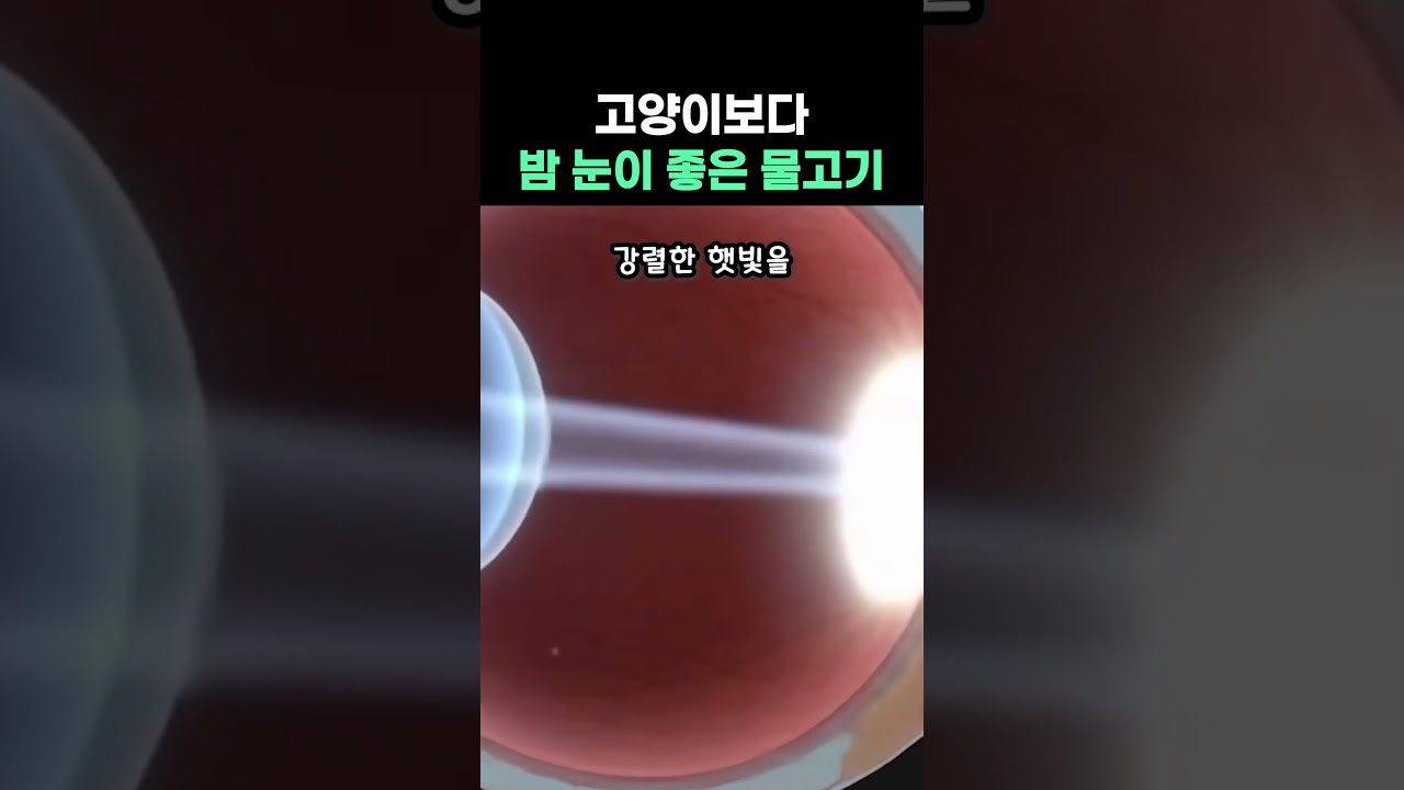 고양이보다 밤 눈이 좋은 물고기 #낚시