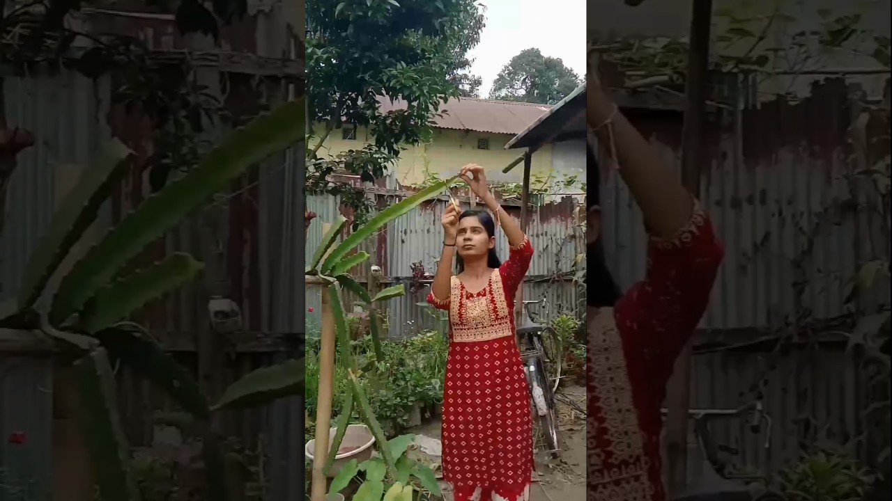 ab mummy ko kese samjhau😰#shorts #dragon fruit plant #garden