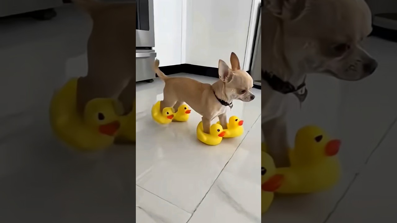🤣#ytshorts #humor #like #animals #chihuahua #perros #dog #funny