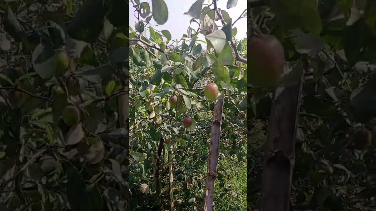 আপেল কুল।।#short #youtube_short #purnima_daily_vlog