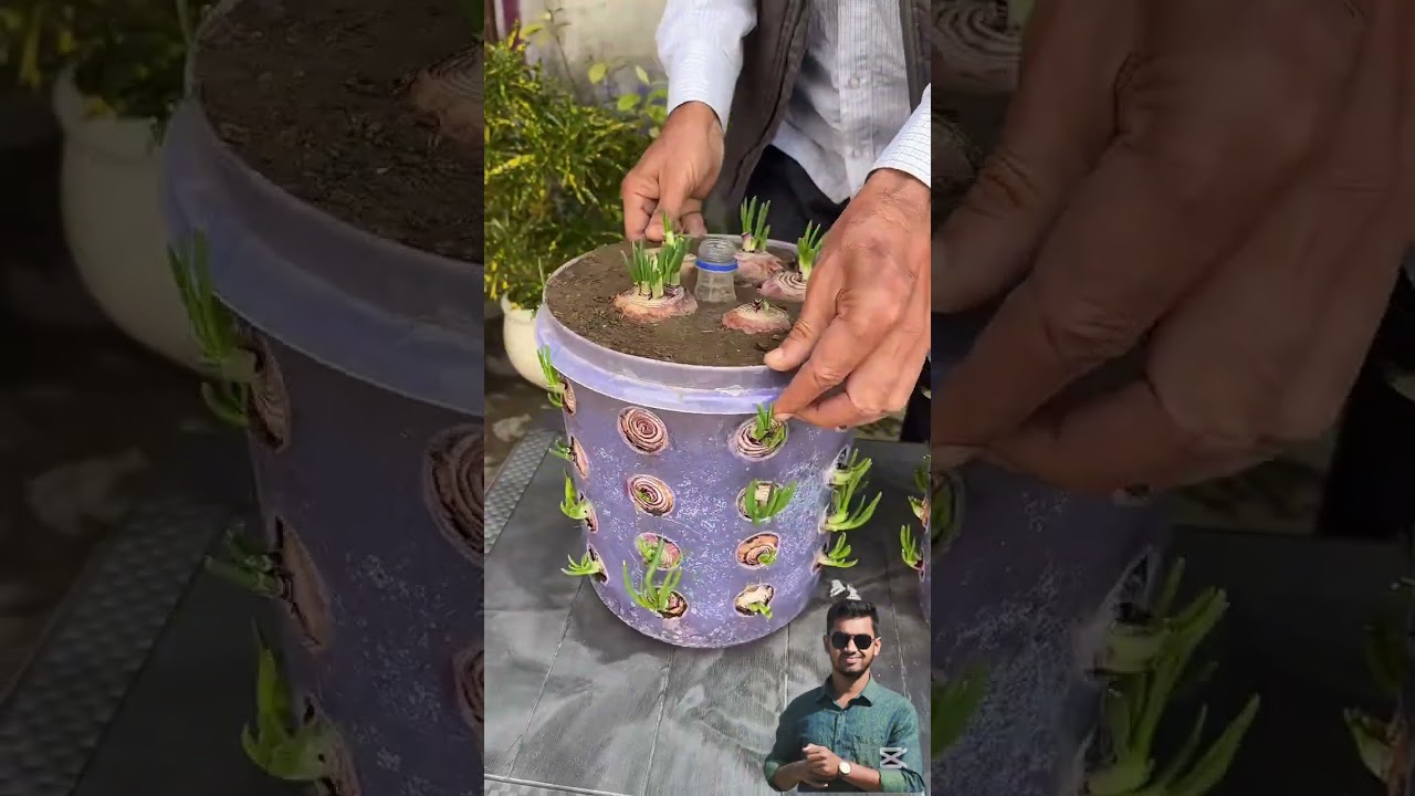 পেঁয়াজ চাষ #gardening #viralvideo #plants #onion #evergreen