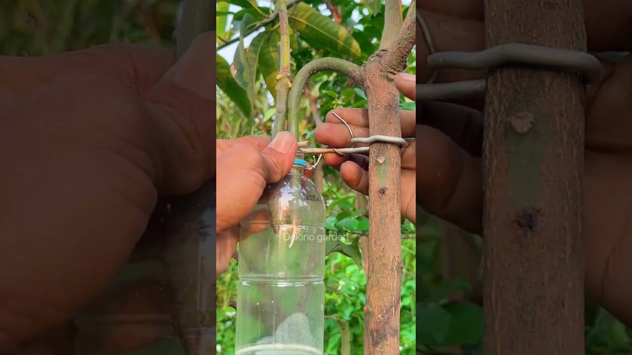 easy way to propagate mango plants using water🥭 #gardening #plants #shorts #usa