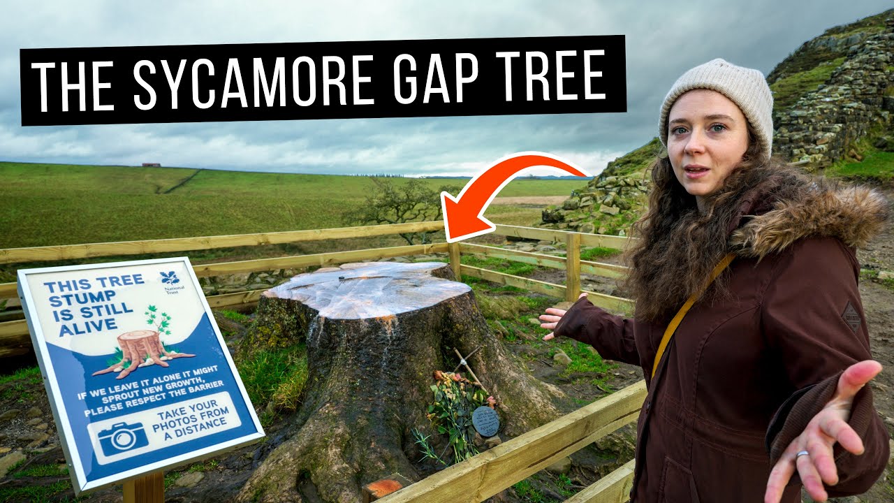 The Sycamore Gap Tree - Van Life UK